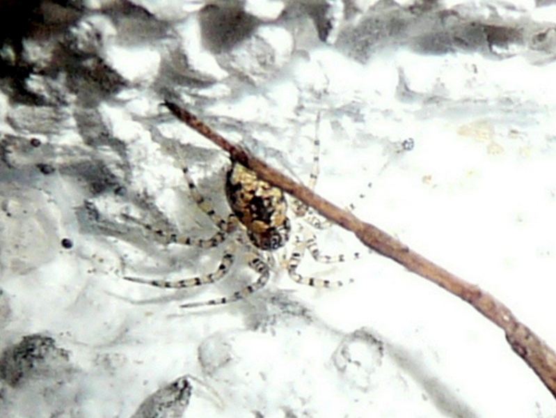 Pisaura sp.; Oecobius sp.